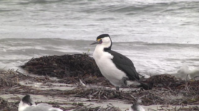  - Pied Cormorant