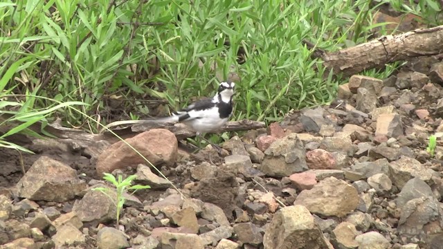 African Pied Wagtail - ML201851951