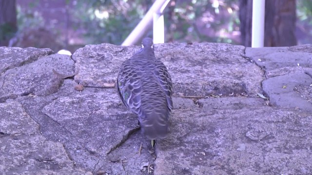 holub bronzovokřídlý - ML201852041