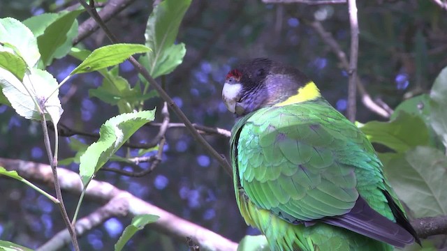 Воротничковый попугай (semitorquatus) - ML201852051