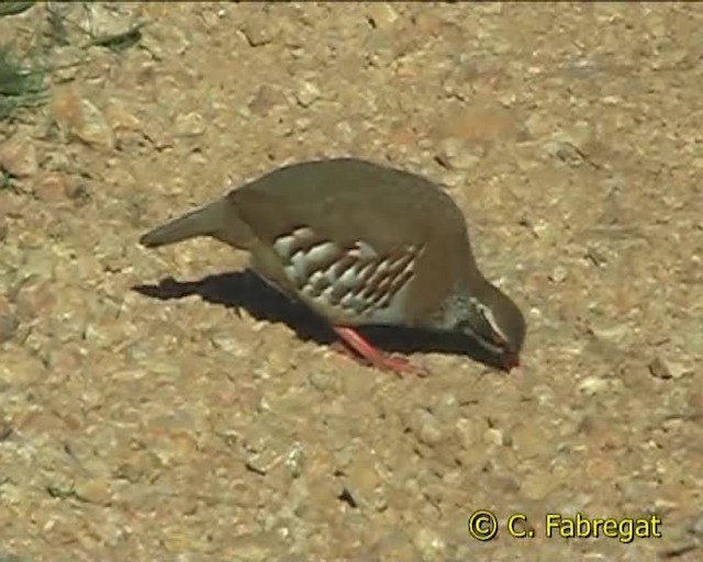 Red-legged Partridge - ML201852171