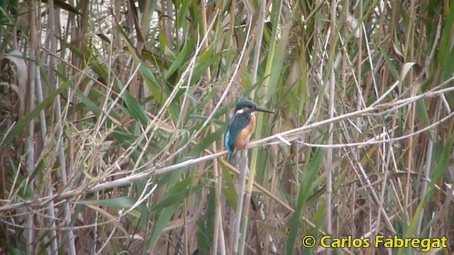 Common Kingfisher (Common) - ML201852881