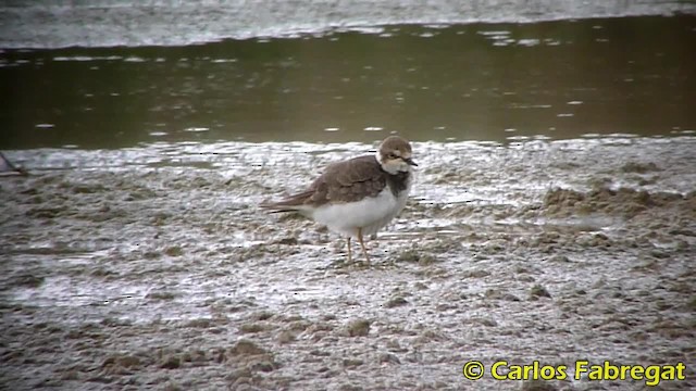 Little Ringed Plover (curonicus) - ML201852931