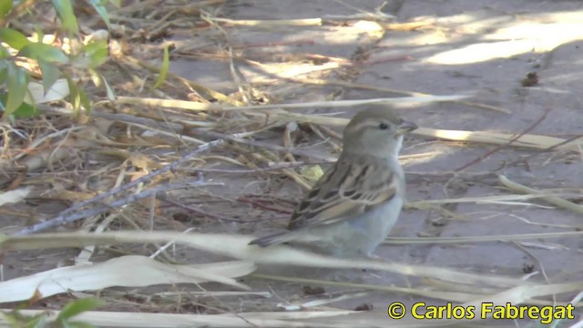 House Sparrow - ML201853111