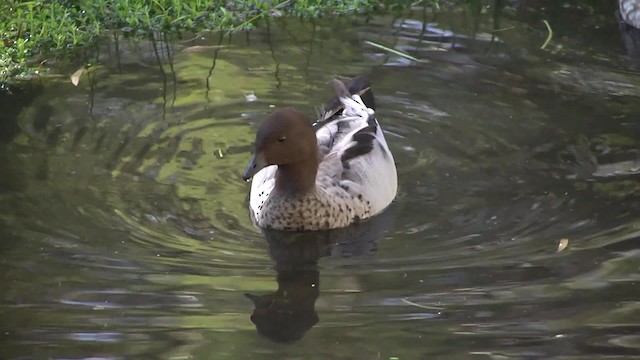 Maned Duck - ML201854641