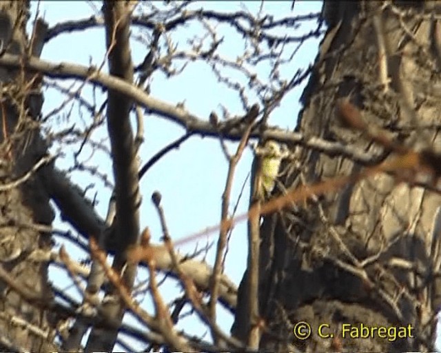 Iberian Green Woodpecker - ML201855051