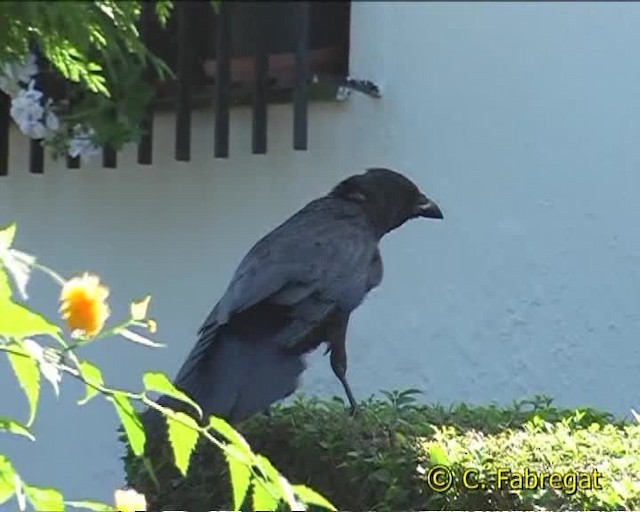 - Carrion Crow