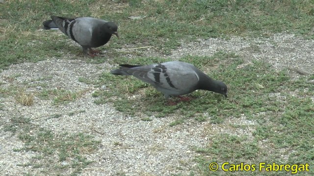 Rock Pigeon (Feral Pigeon) - ML201855411