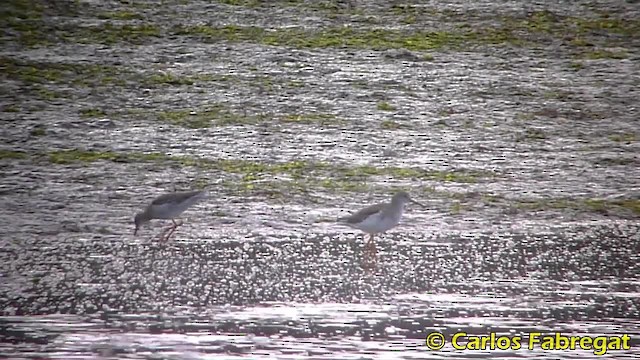 Spotted Redshank - ML201855631