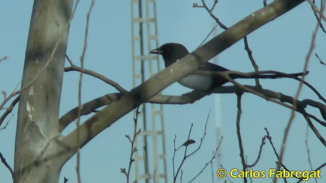 Eurasian Magpie (Iberian) - ML201855891