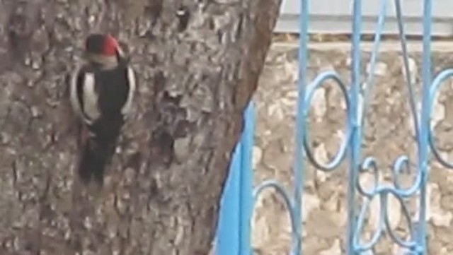 Syrian Woodpecker - ML201856511