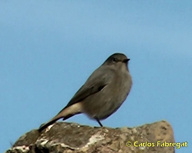 Colirrojo Tizón (gibraltariensis/aterrimus) - ML201857881
