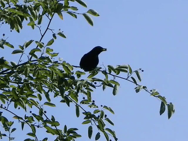 Eurasian Blackbird - ML201858381