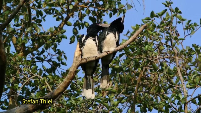 Trumpeter Hornbill - ML201858561