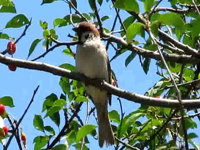 Eurasian Tree Sparrow - ML201858601