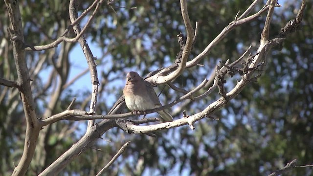 Laughing Dove - ML201859531