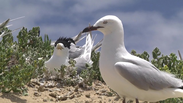 - Great Crested Tern