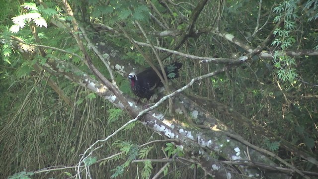 Black-fronted Piping-Guan - ML201859621