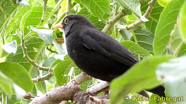 Eurasian Blackbird - ML201860491