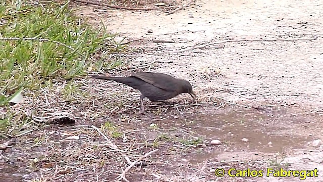 Eurasian Blackbird - ML201860501