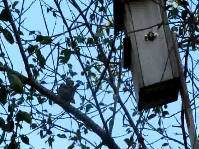 Eurasian Tree Sparrow - ML201860761