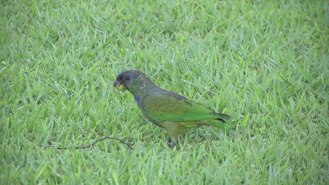 Scaly-headed Parrot - ML201862231