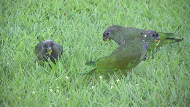 Scaly-headed Parrot - ML201862241
