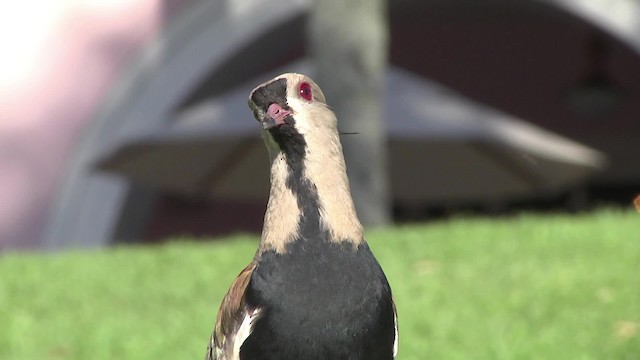  - Southern Lapwing (lampronotus)