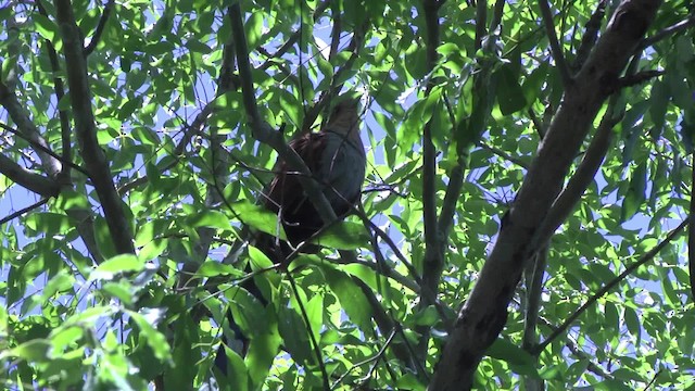 Squirrel Cuckoo (Amazonian) - ML201862321