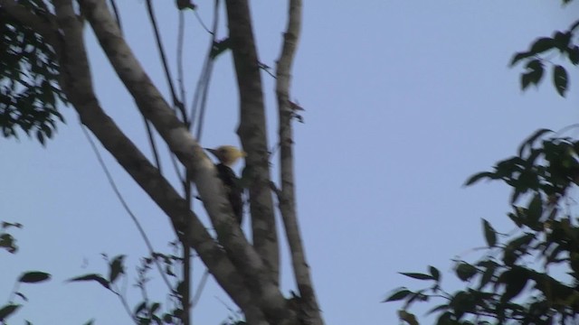 Blond-crested Woodpecker - ML201862381