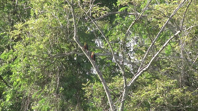 Yellow-fronted Woodpecker - ML201862391