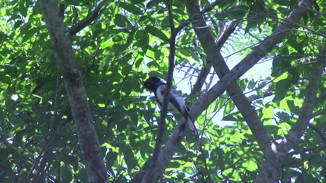 Magpie Tanager - ML201862421