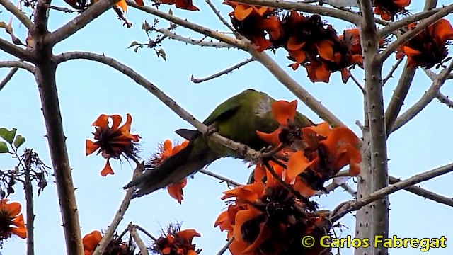 Guayaquil Papağanı - ML201862991
