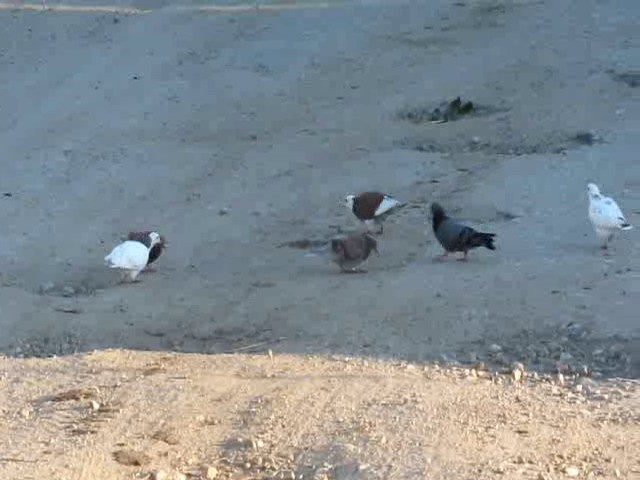 Rock Pigeon (Feral Pigeon) - ML201863571