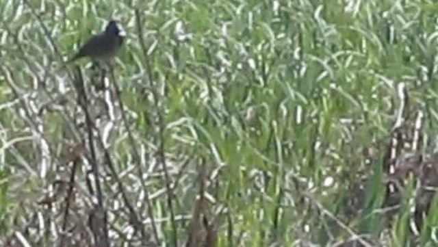 Bluethroat (Red-spotted) - ML201864021