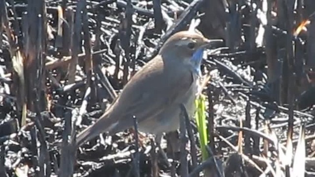 Bluethroat (Red-spotted) - ML201864031