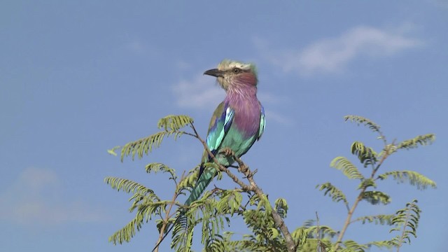 Lilac-breasted Roller (Lilac-breasted) - ML201864861