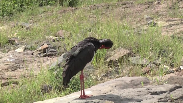 Black Stork - ML201864881