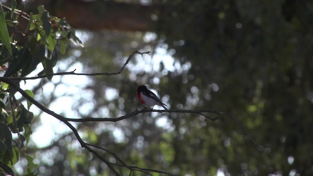 Red-capped Robin - ML201864901