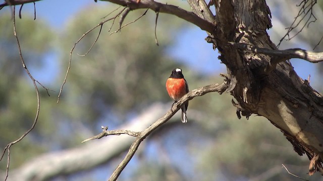 Scarlet Robin (Campbell's) - ML201864911