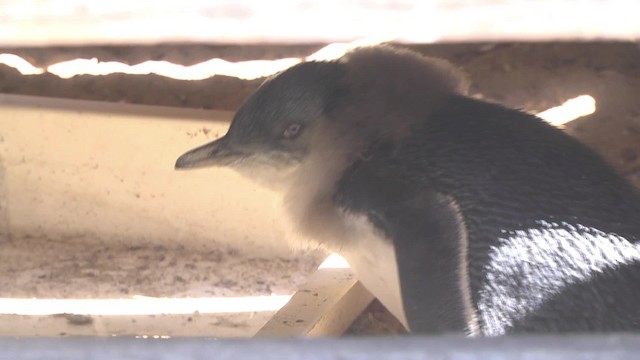Manchot Pygmee Ebird