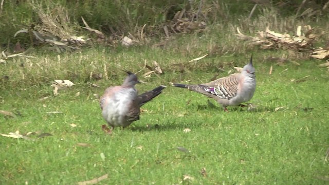 Crested Pigeon - ML201865111