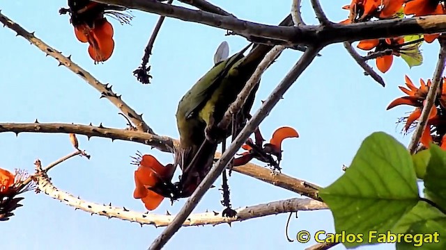 Guayaquil Papağanı - ML201865281