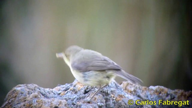 Melodious Warbler - ML201865761
