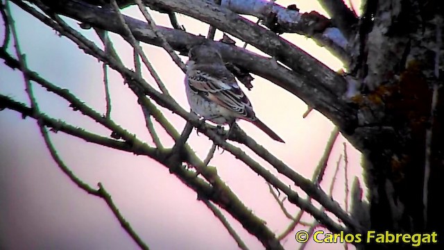 Woodchat Shrike (Western) - ML201865771