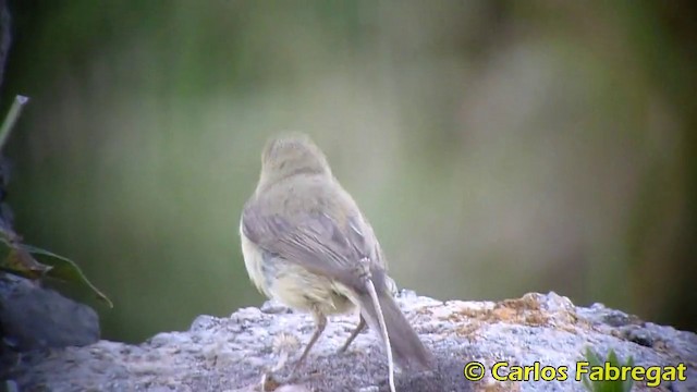 Melodious Warbler - ML201865791