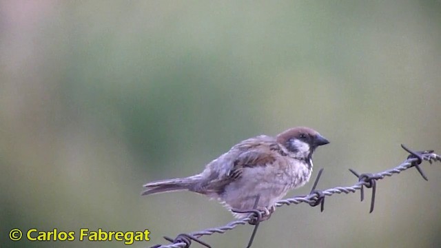 Eurasian Tree Sparrow - ML201865811