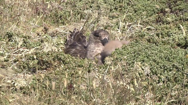  - Brown Skua (Falkland)