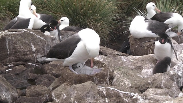 albatros černobrvý (ssp. melanophris) - ML201867691