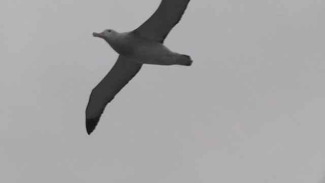 albatros stěhovavý - ML201867711